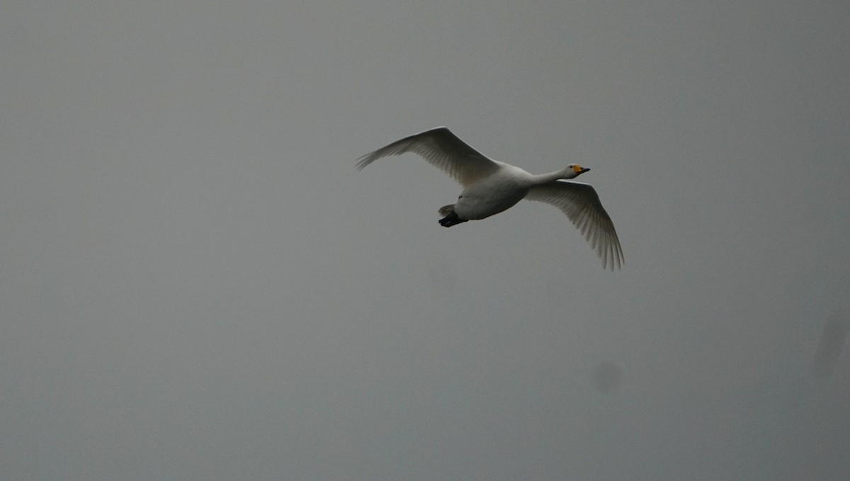 Whooper Swan - ML646041652