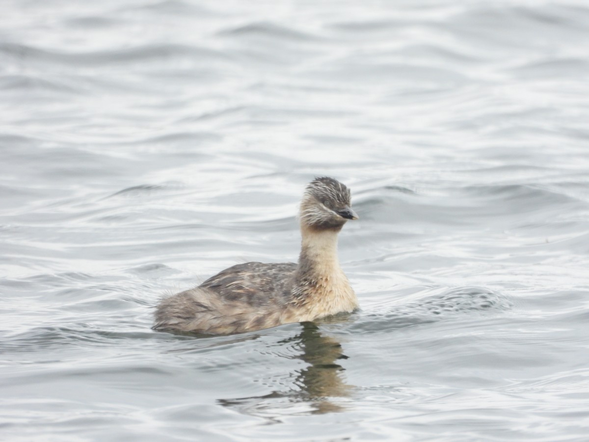 シラガカイツブリ - ML646041659