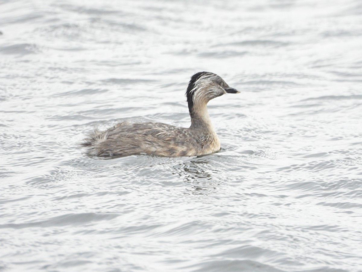 シラガカイツブリ - ML646041662