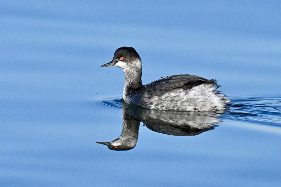 ハジロカイツブリ - ML646041673