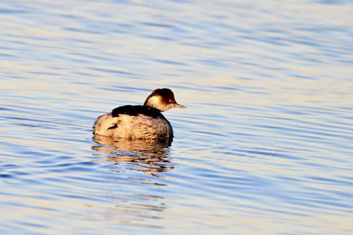 ハジロカイツブリ - ML646041674