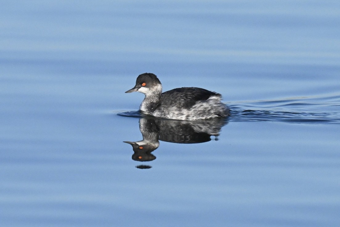 ハジロカイツブリ - ML646041675