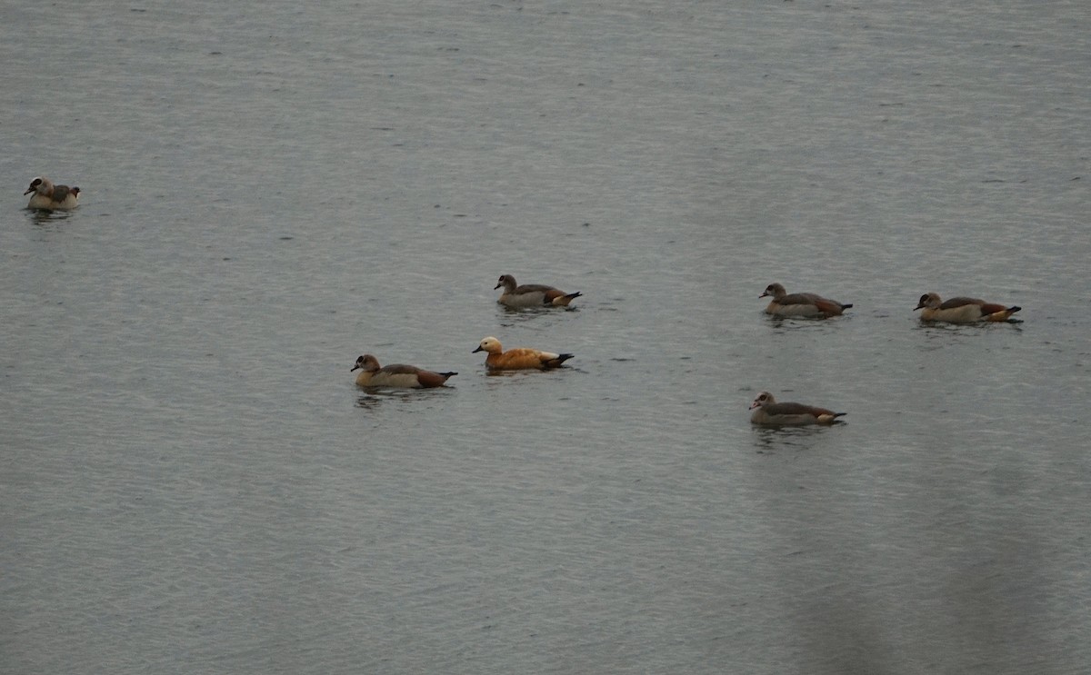 Ruddy Shelduck - ML646041677