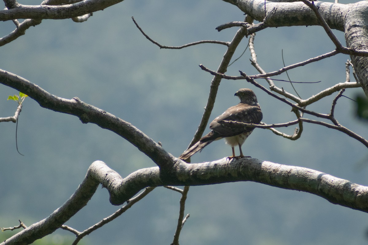 Яструб туркестанський - ML646041681