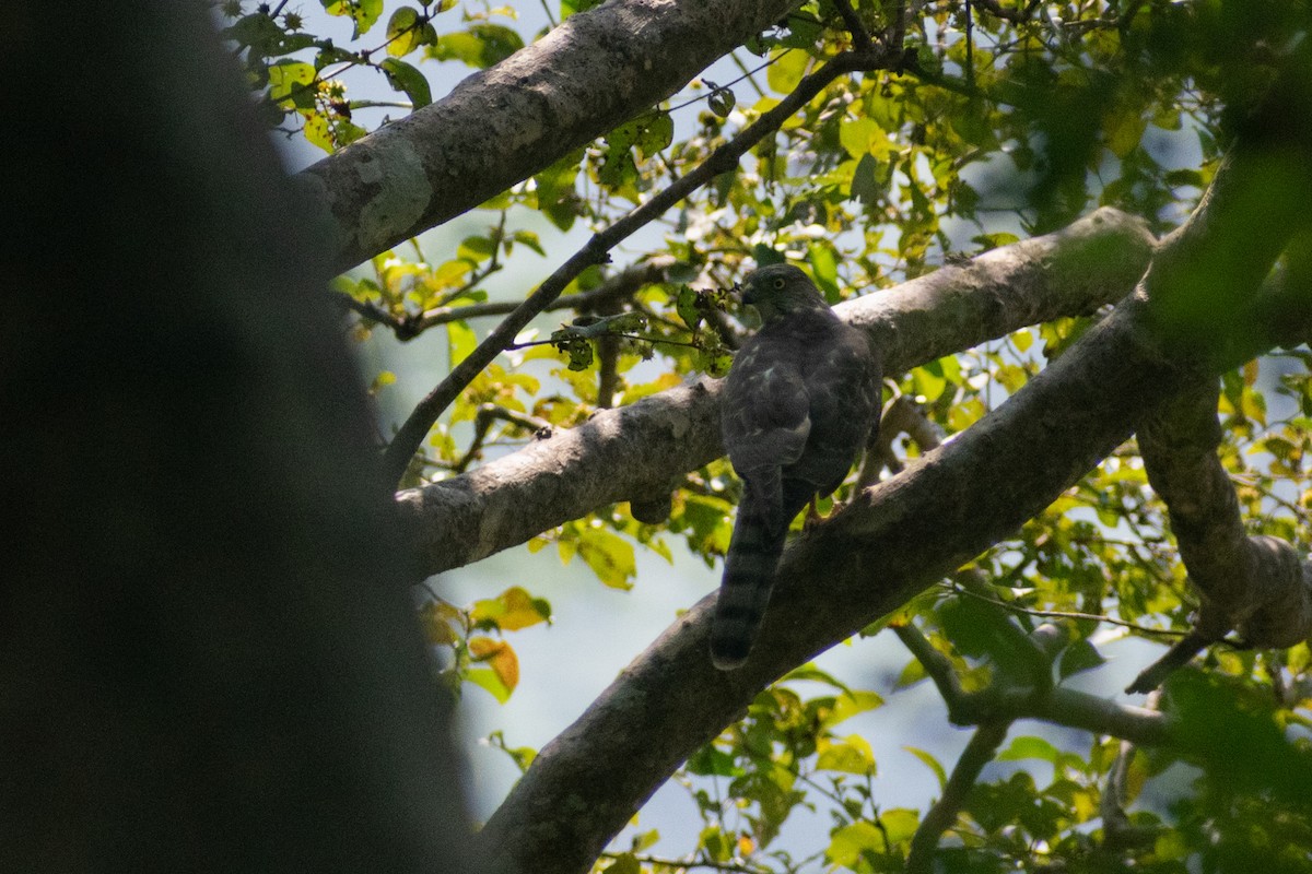 Яструб туркестанський - ML646041682