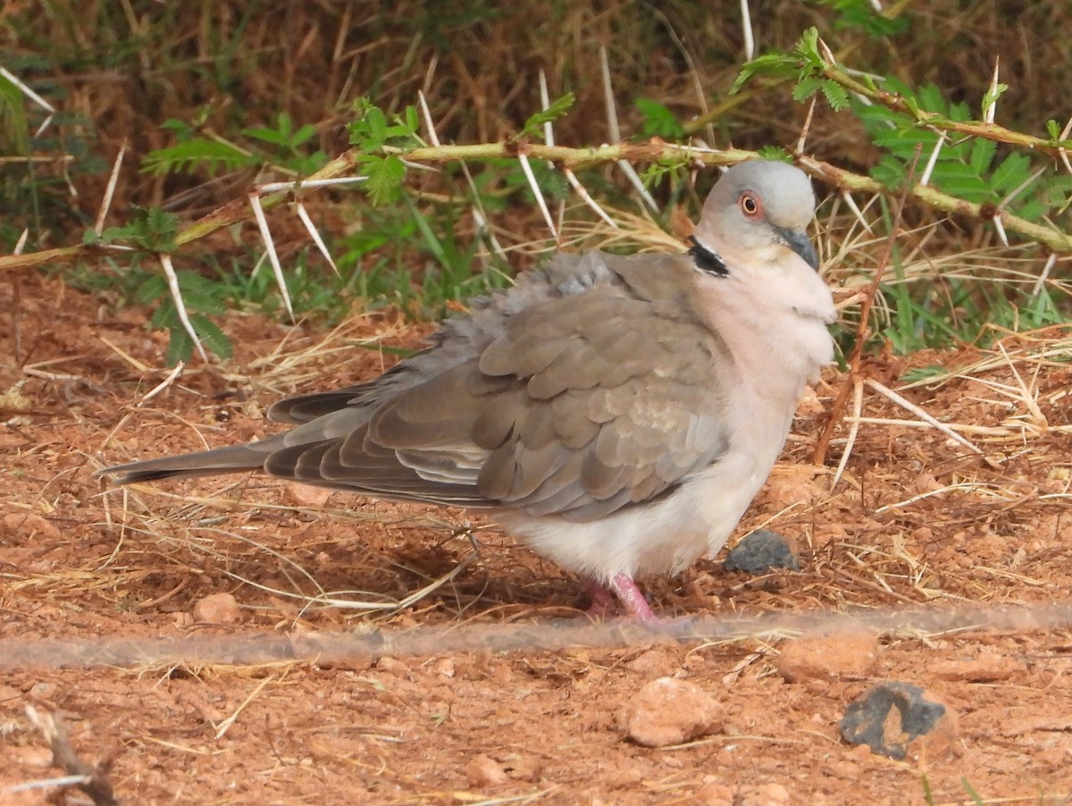 Горлиця суданська - ML646041683