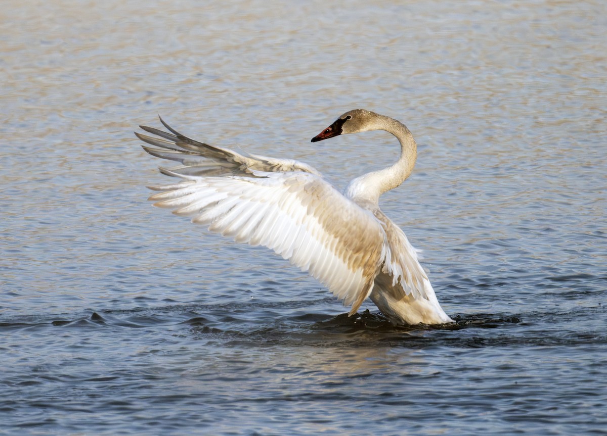 Лебідь-трубач - ML646041687