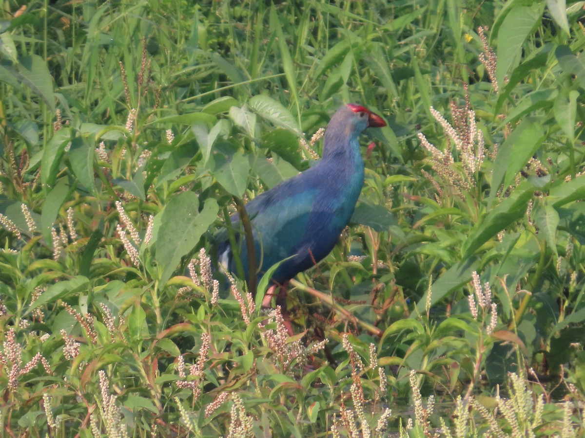 Султанка сіроголова - ML646041688