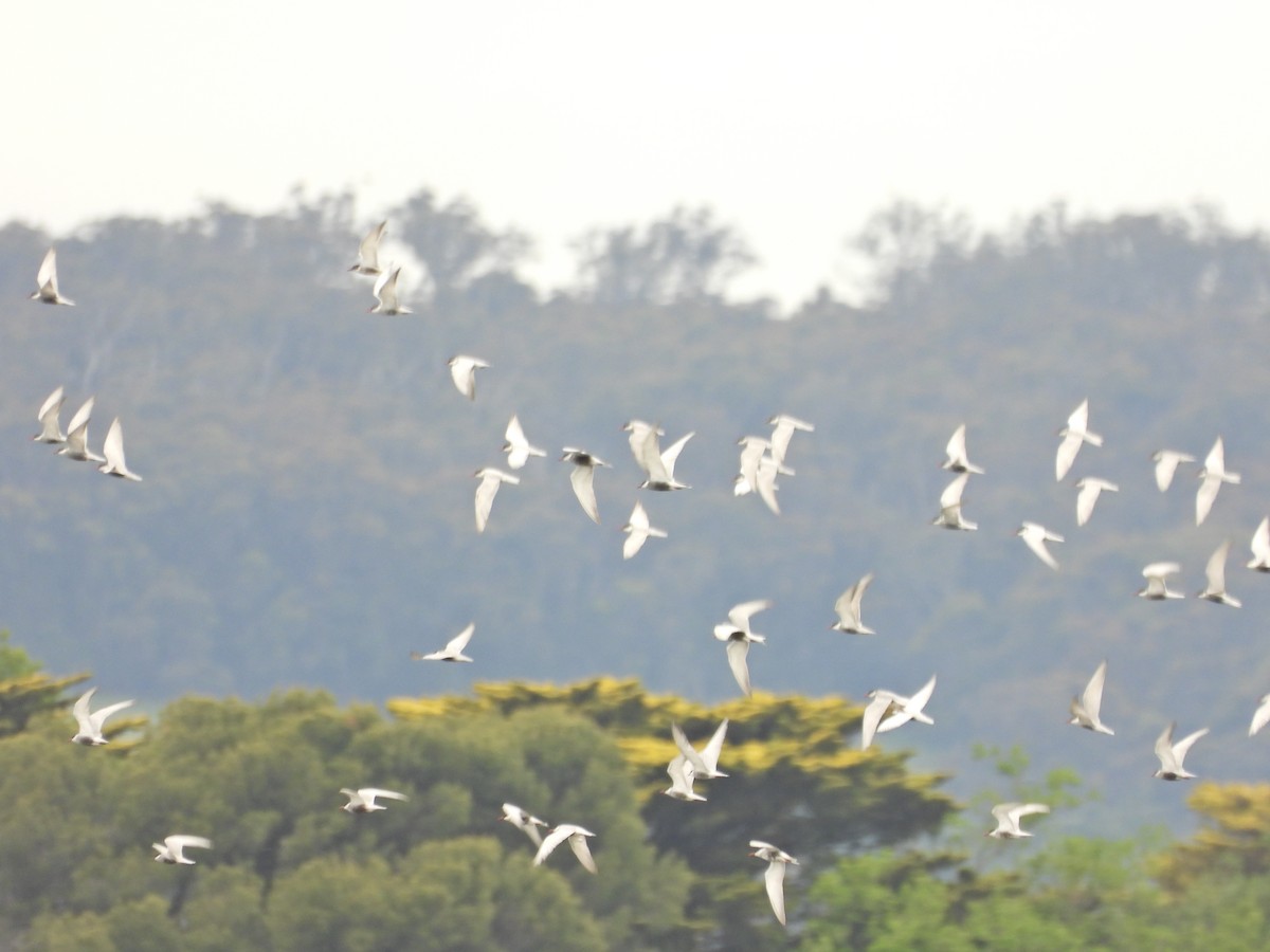 Крячок білощокий - ML646041693