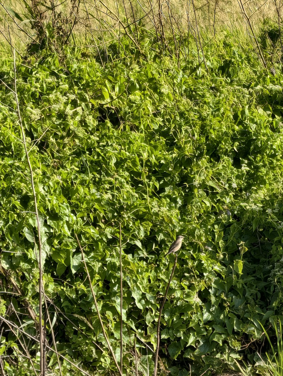 Трав'янка східна - ML646041697