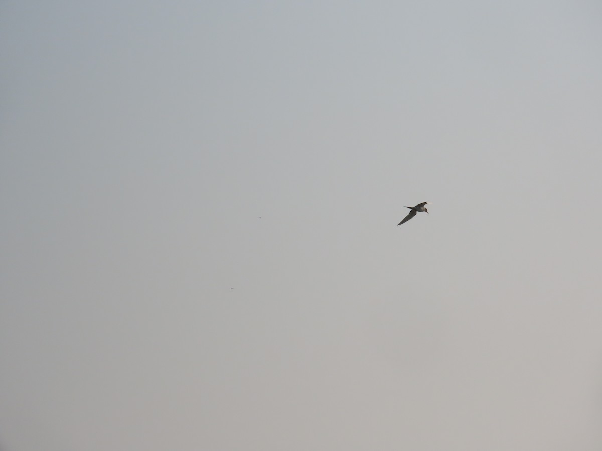 Крячок індійський - ML646041701