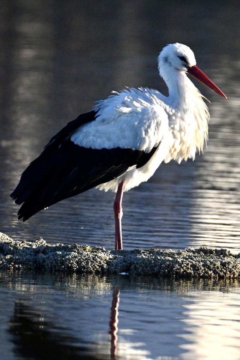 Лелека білий - ML646041705