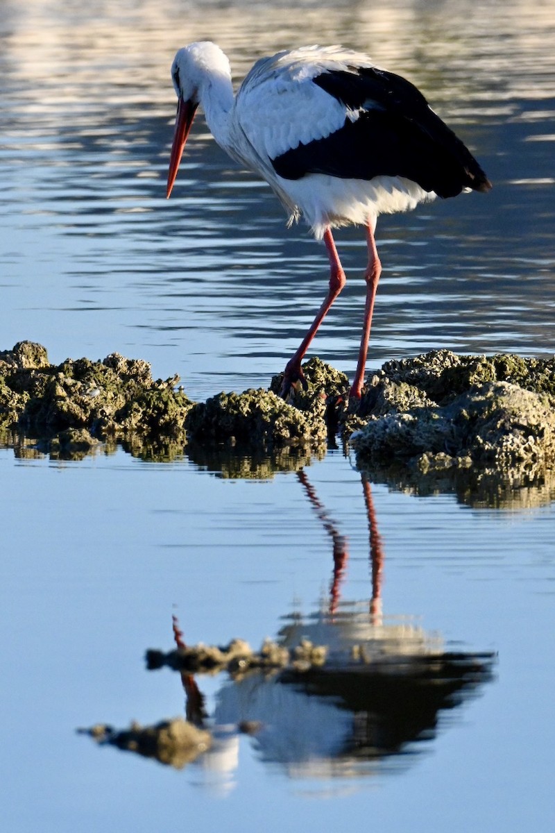 Лелека білий - ML646041706