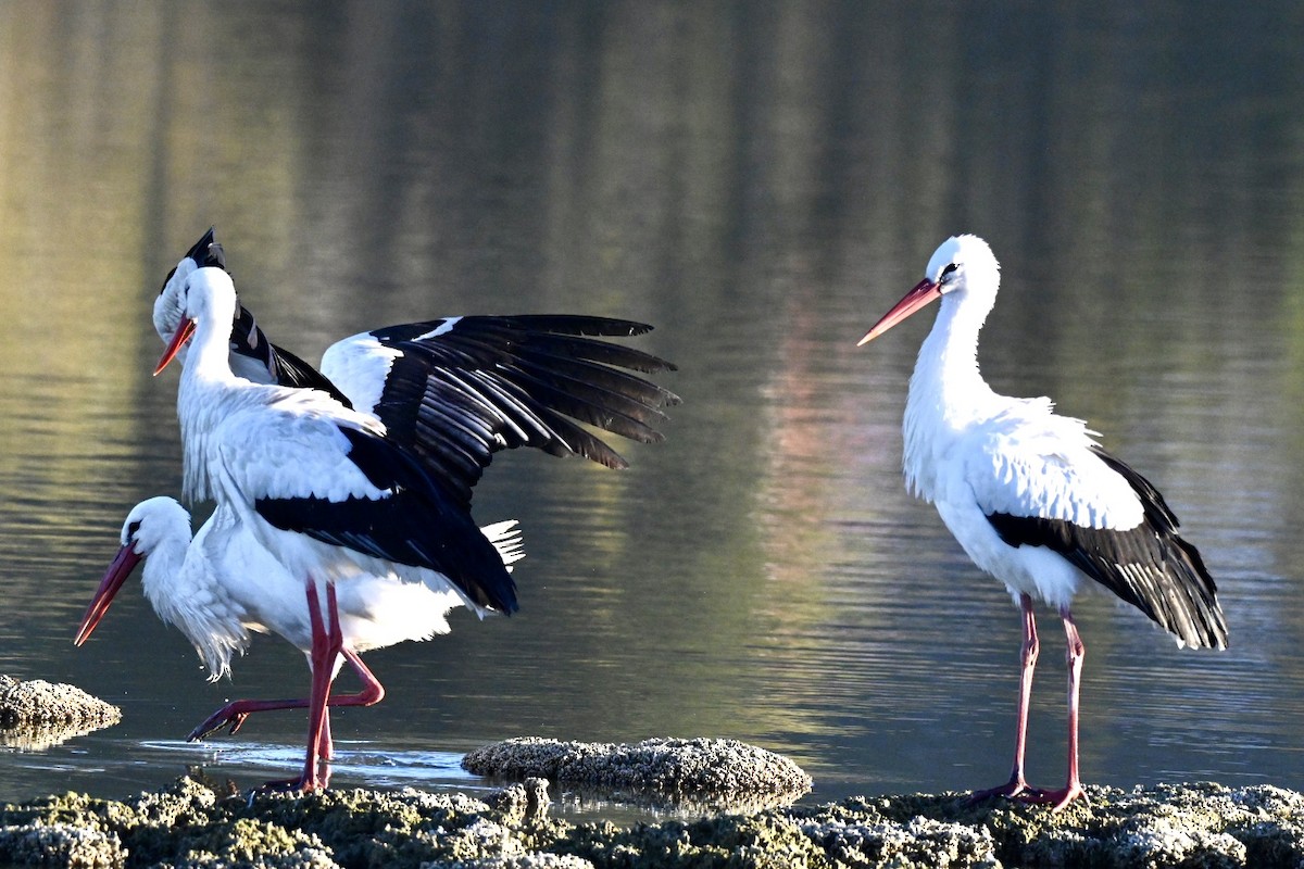 Лелека білий - ML646041709