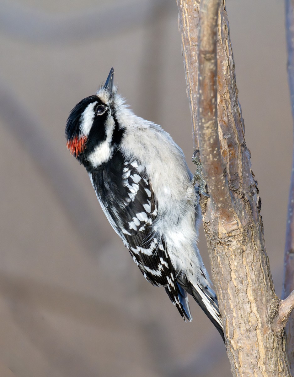 Дятел пухнастий - ML646041712