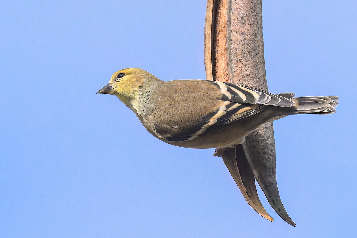 Чиж золотий - ML646041713