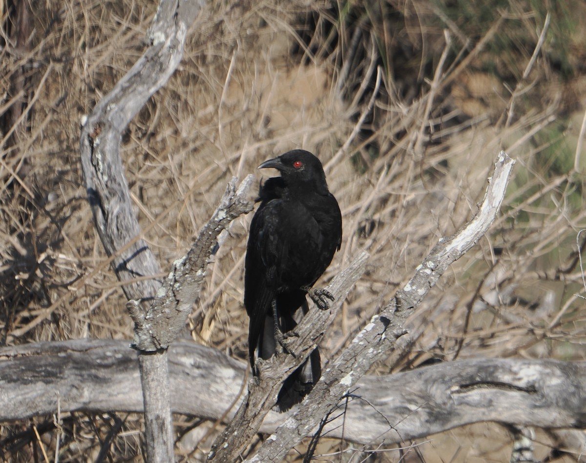 Краге - ML646041715