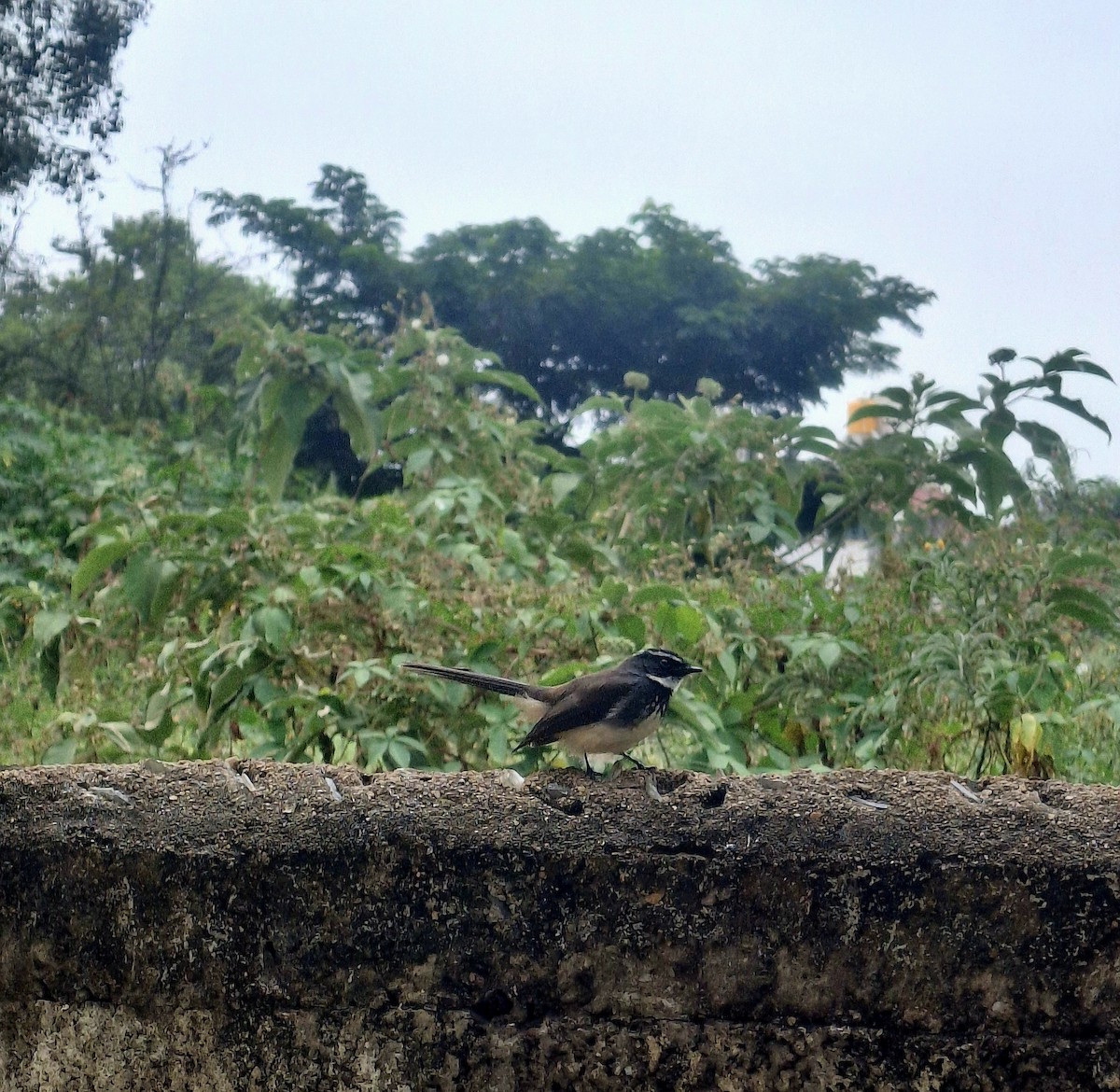Spot-breasted Fantail - ML646041717