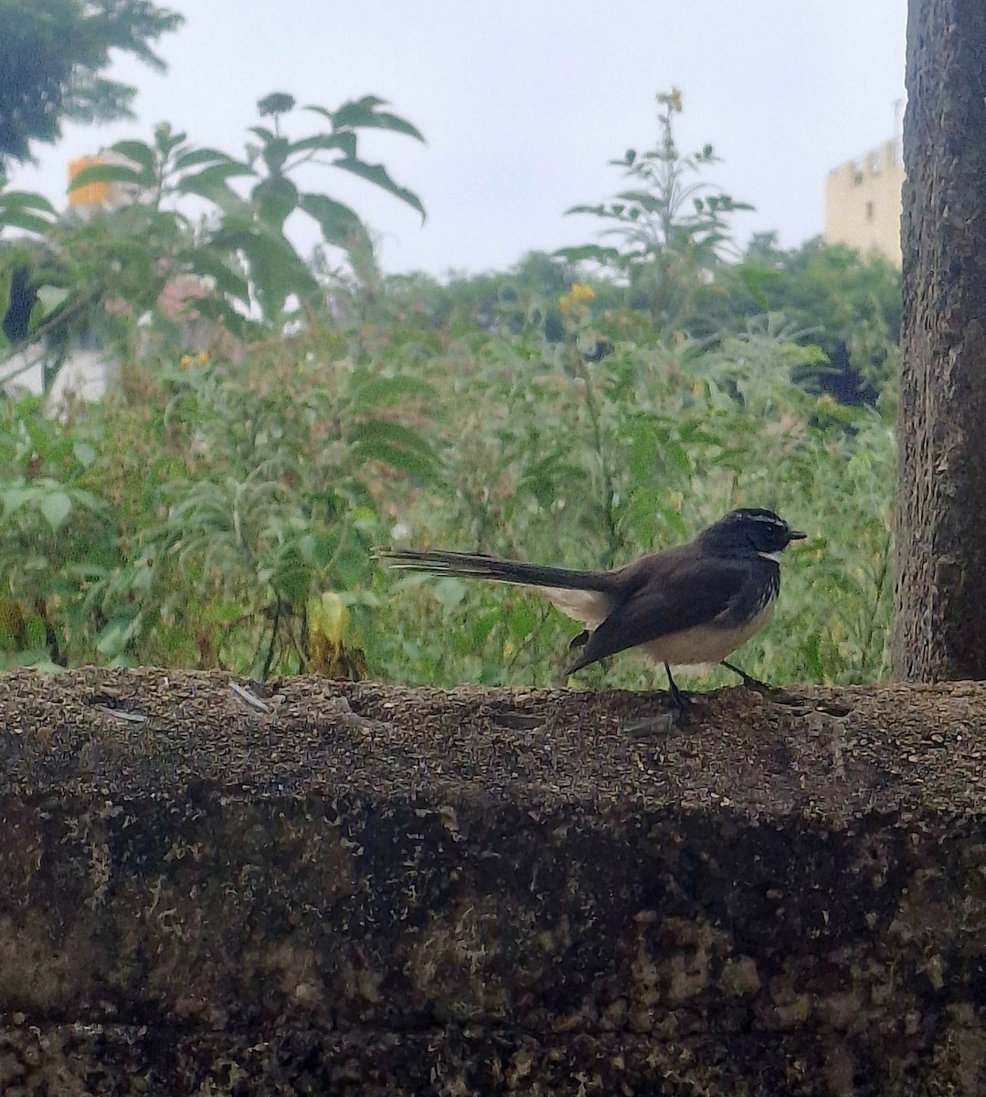 Spot-breasted Fantail - ML646041718