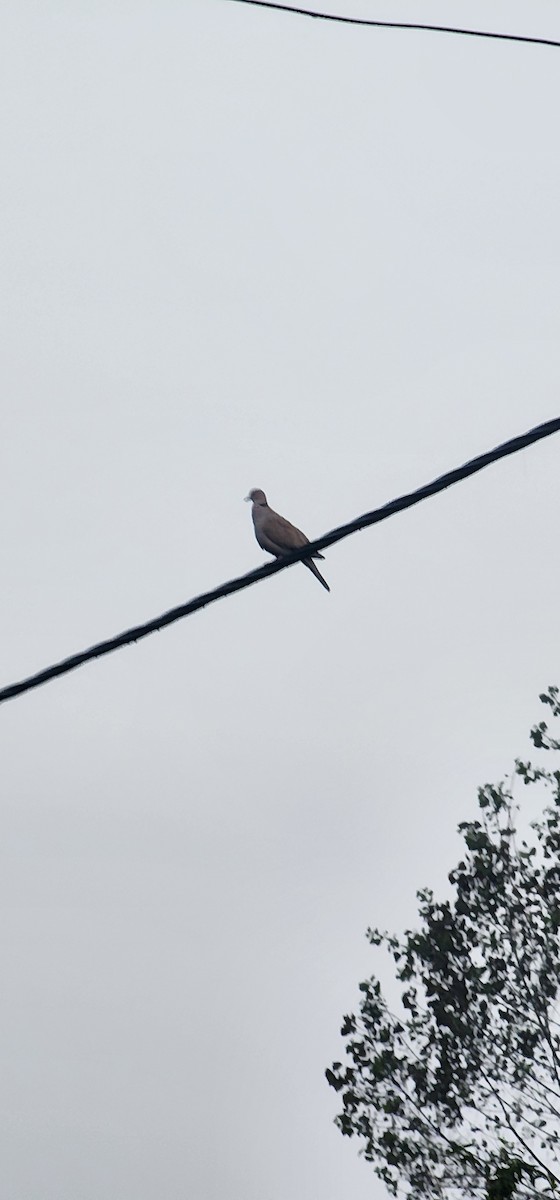 Горлиця садова - ML646041720