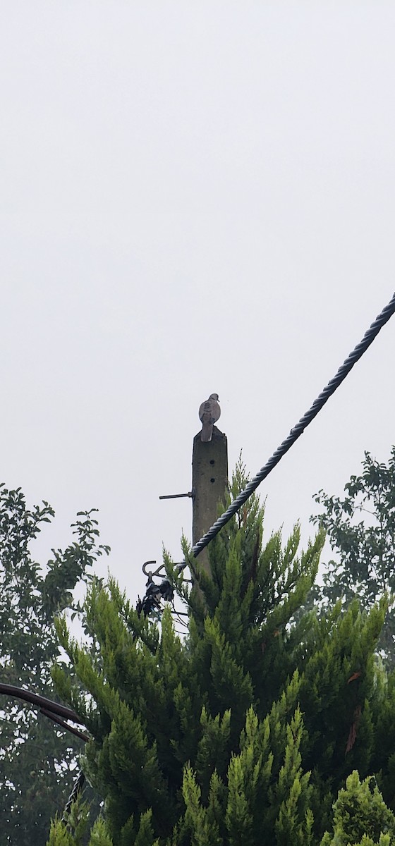 Горлиця садова - ML646041721