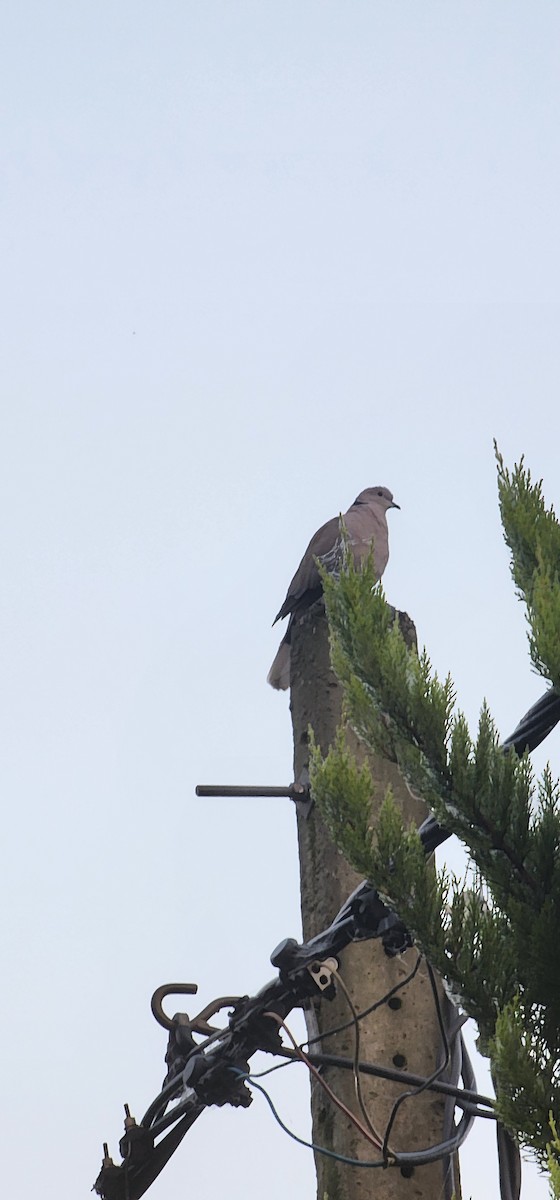 Горлиця садова - ML646041722