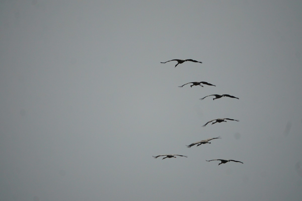 Common Crane - ML646041740