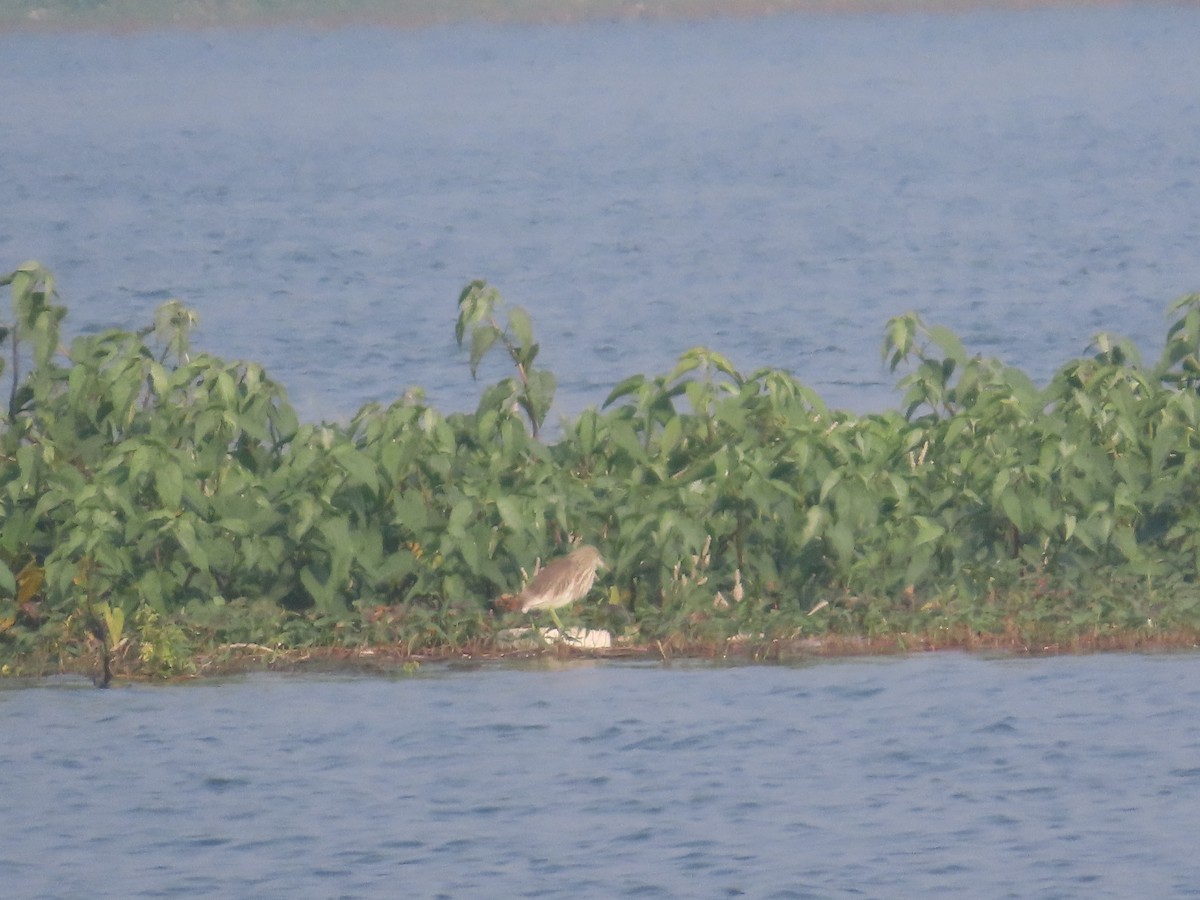 Indian Pond-Heron - ML646041745