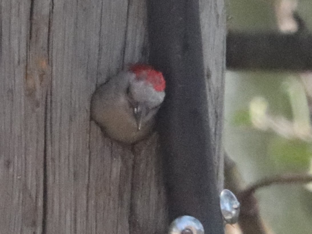 Mountain Gray Woodpecker - ML646041746