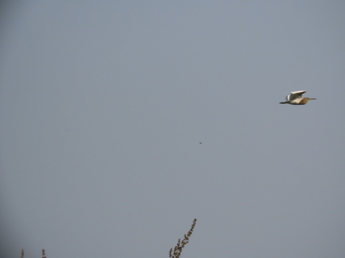 Indian Pond-Heron - ML646041753