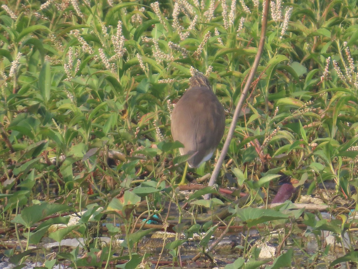 Indian Pond-Heron - ML646041762