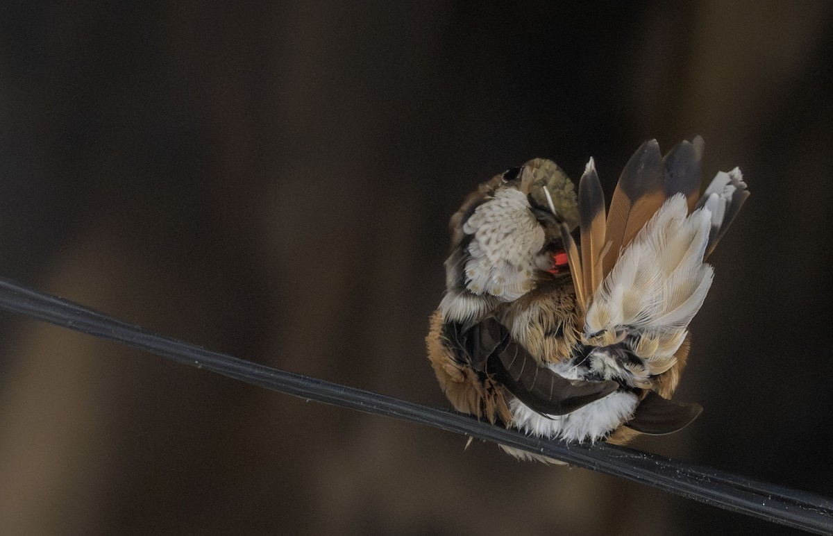 Colibrí Rufo - ML646041768