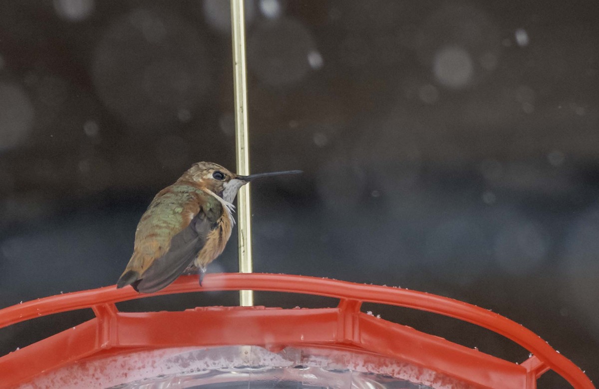 Colibrí Rufo - ML646041769