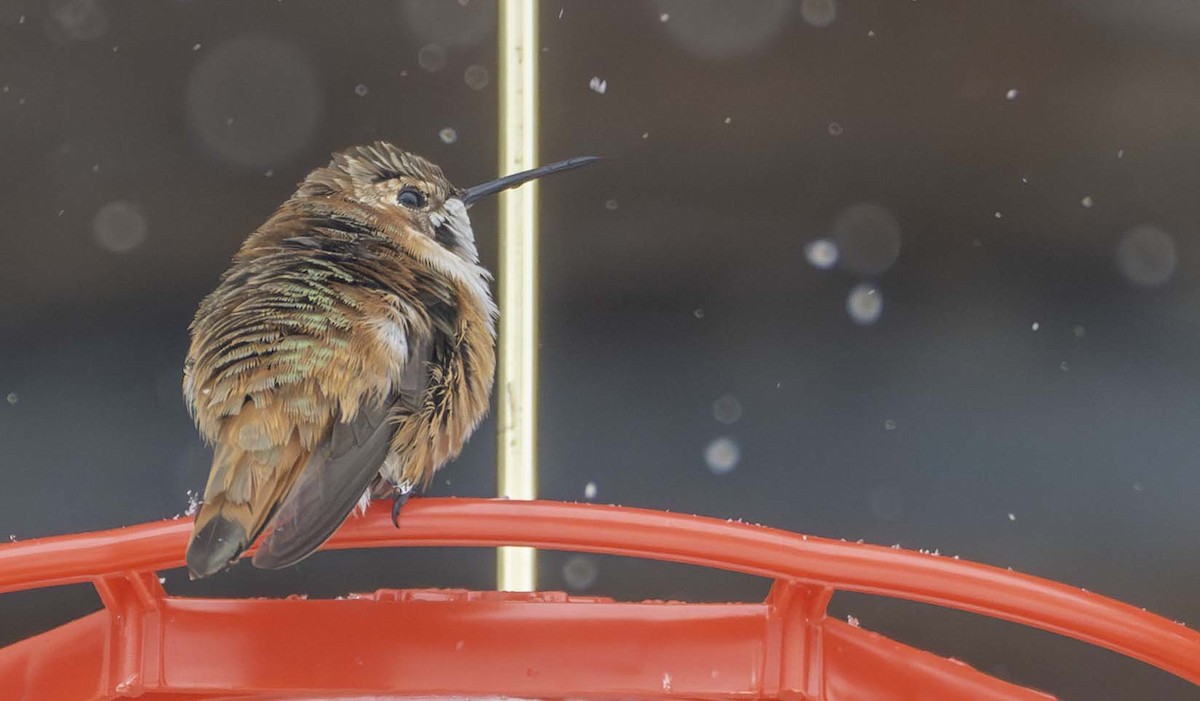 Colibrí Rufo - ML646041770