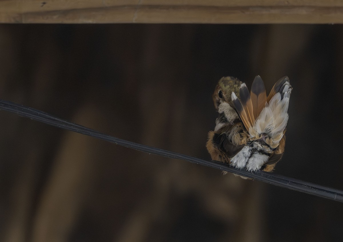 Colibrí Rufo - ML646041771