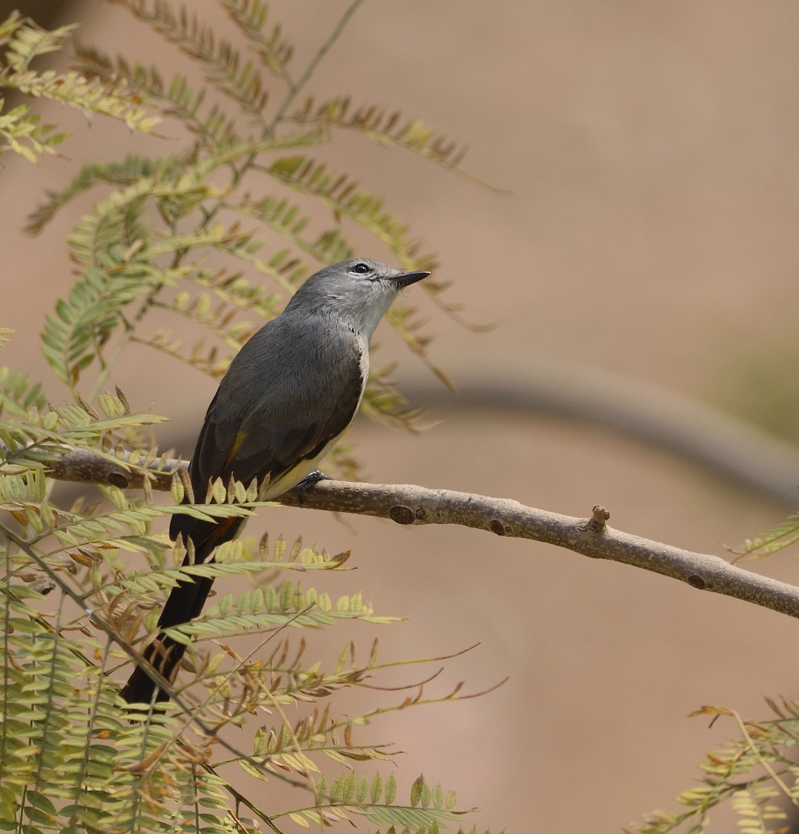 Zwergmennigvogel - ML646041784
