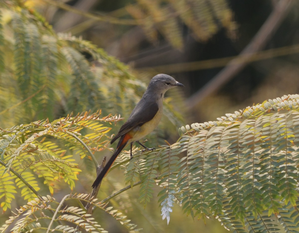 Zwergmennigvogel - ML646041785