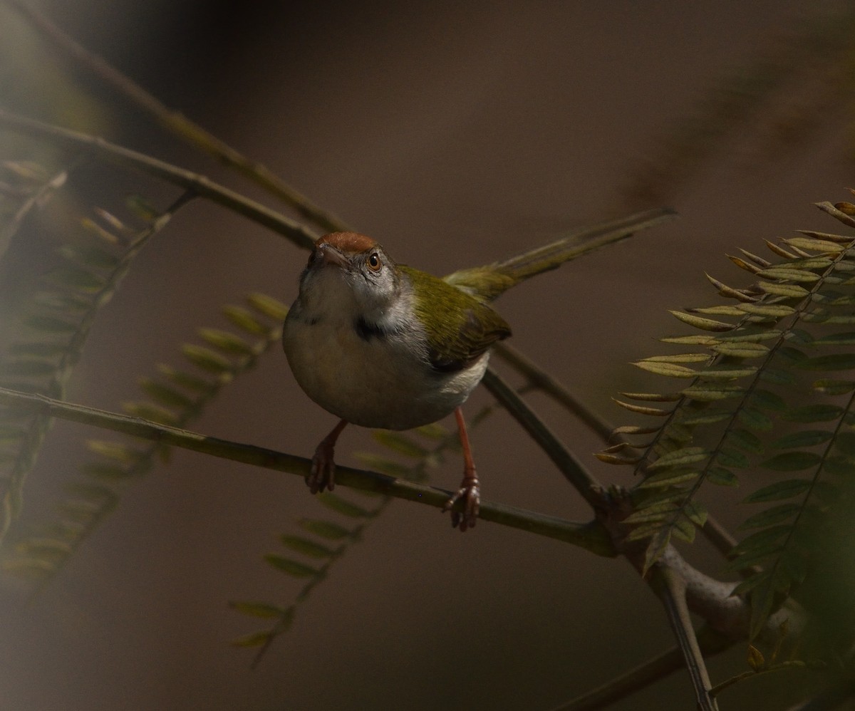 langstjertskredderfugl - ML646041797