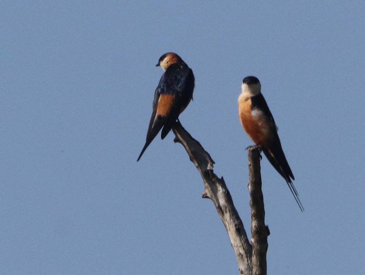 Mosque Swallow - ML646041798