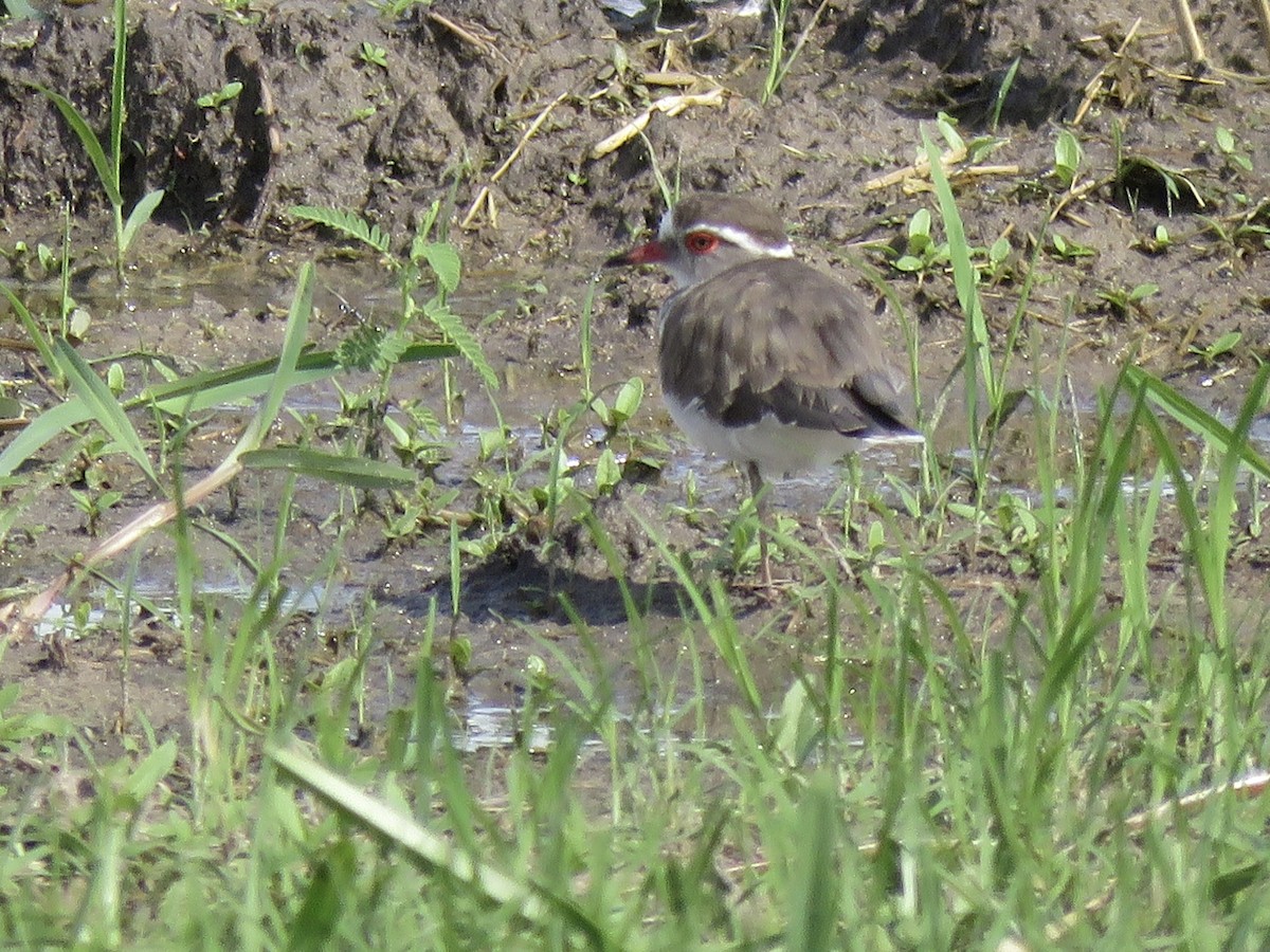 Three-banded Plover - ML646041799