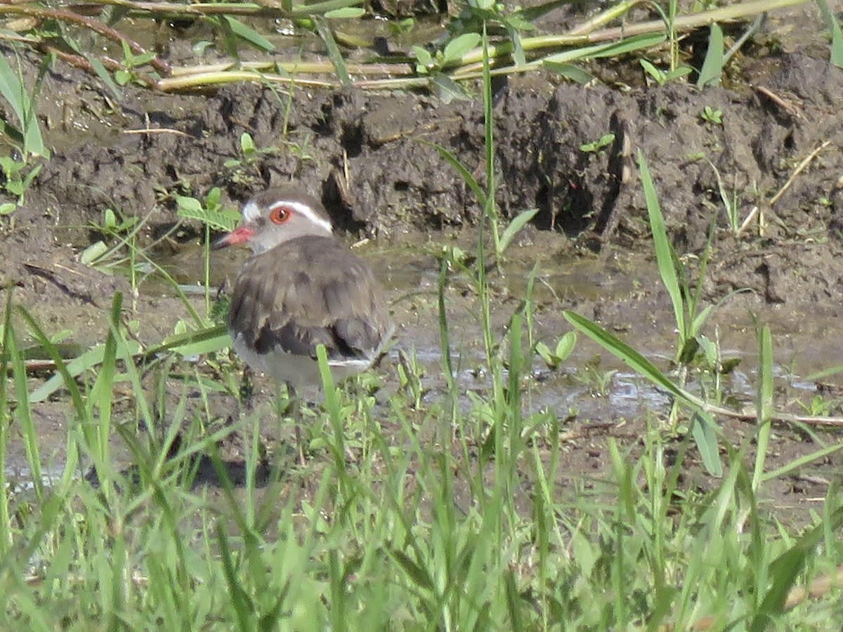 Three-banded Plover - ML646041800