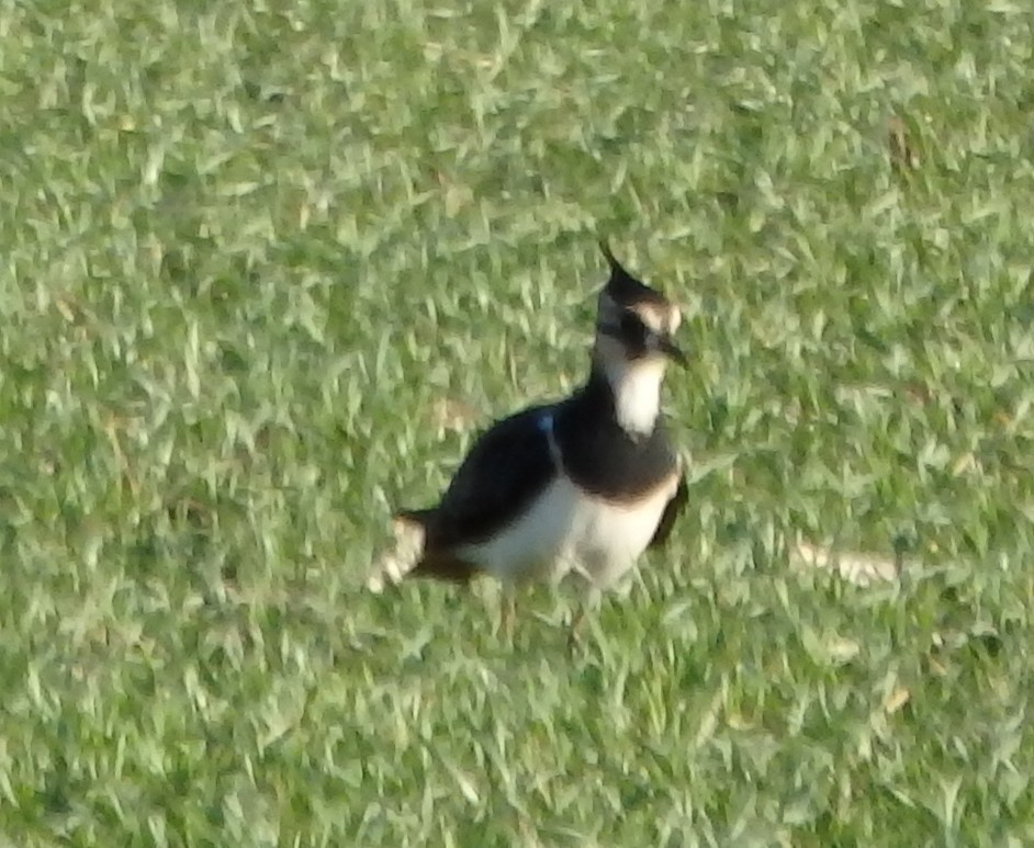 čejka chocholatá - ML646041801