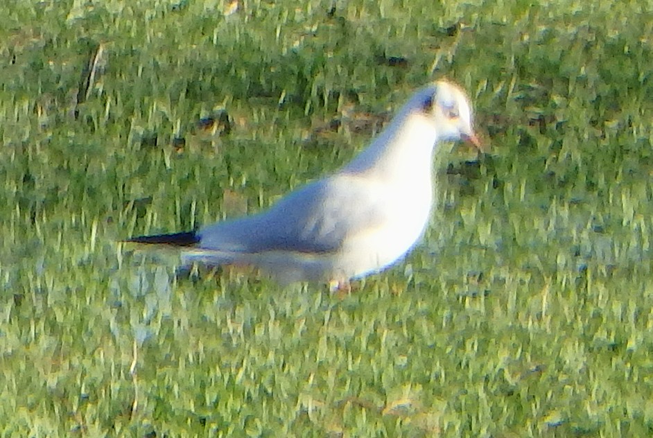 racek chechtavý - ML646041807