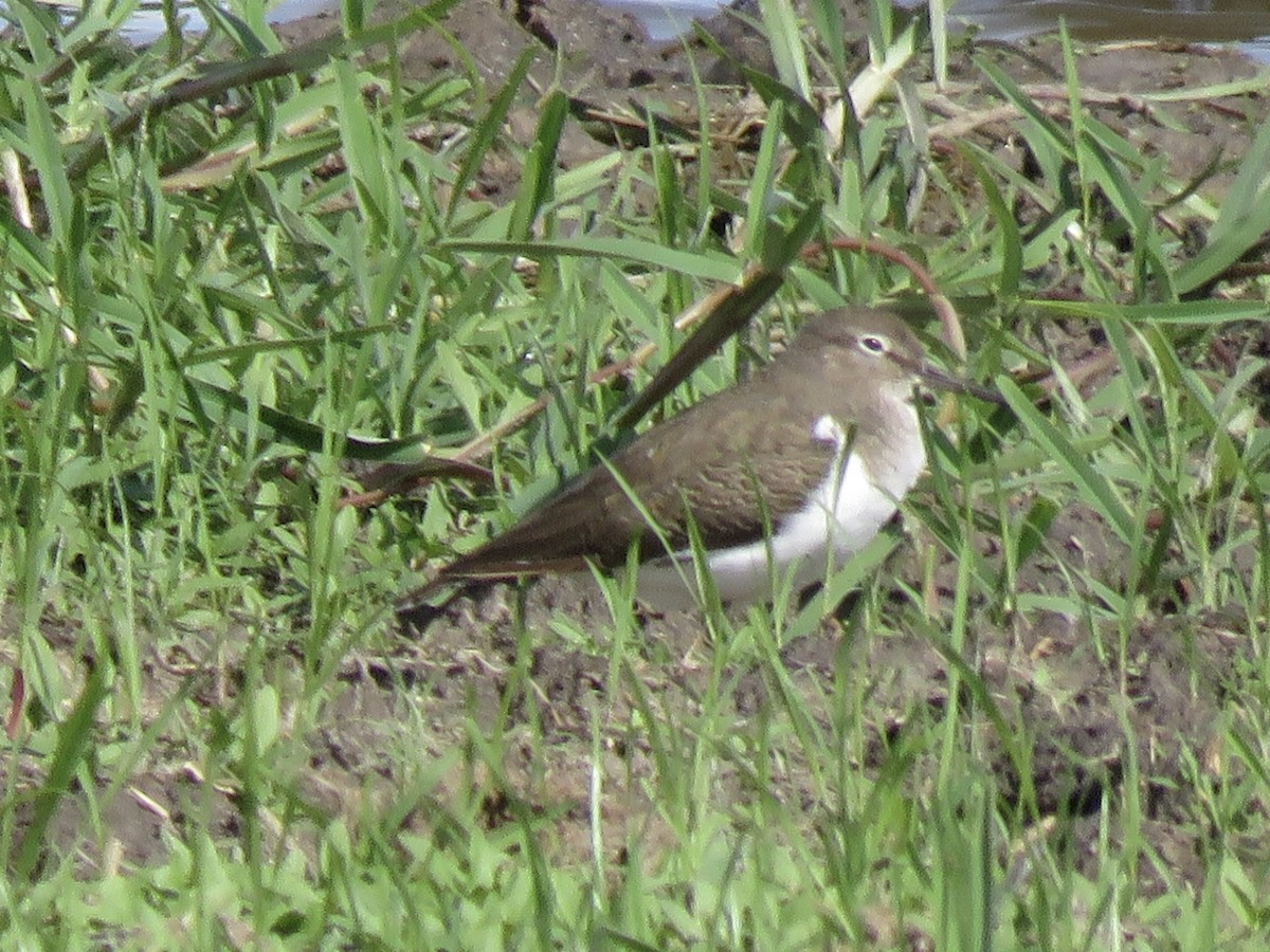 Common Sandpiper - ML646041809