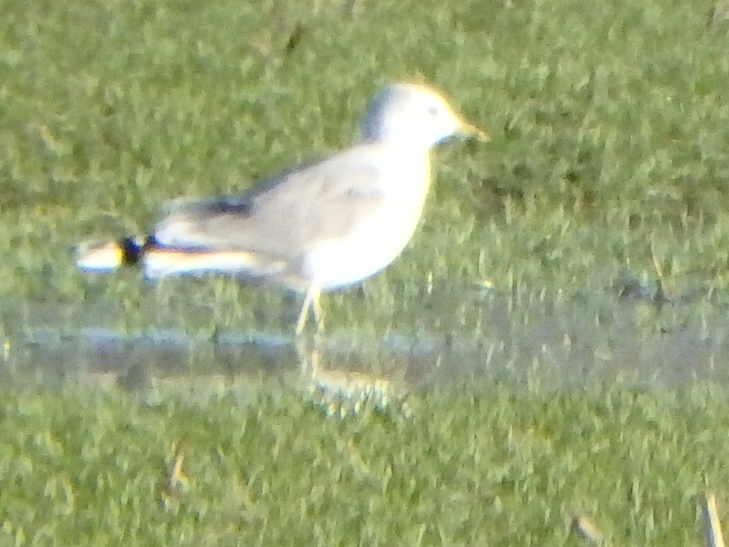 racek bouřní (ssp. canus) - ML646041812