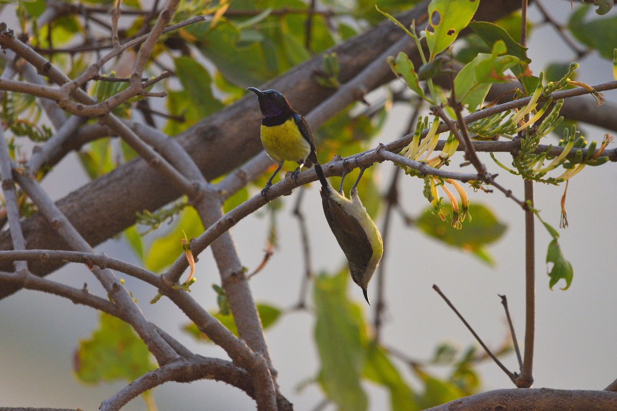 Purple-rumped Sunbird - ML646041813