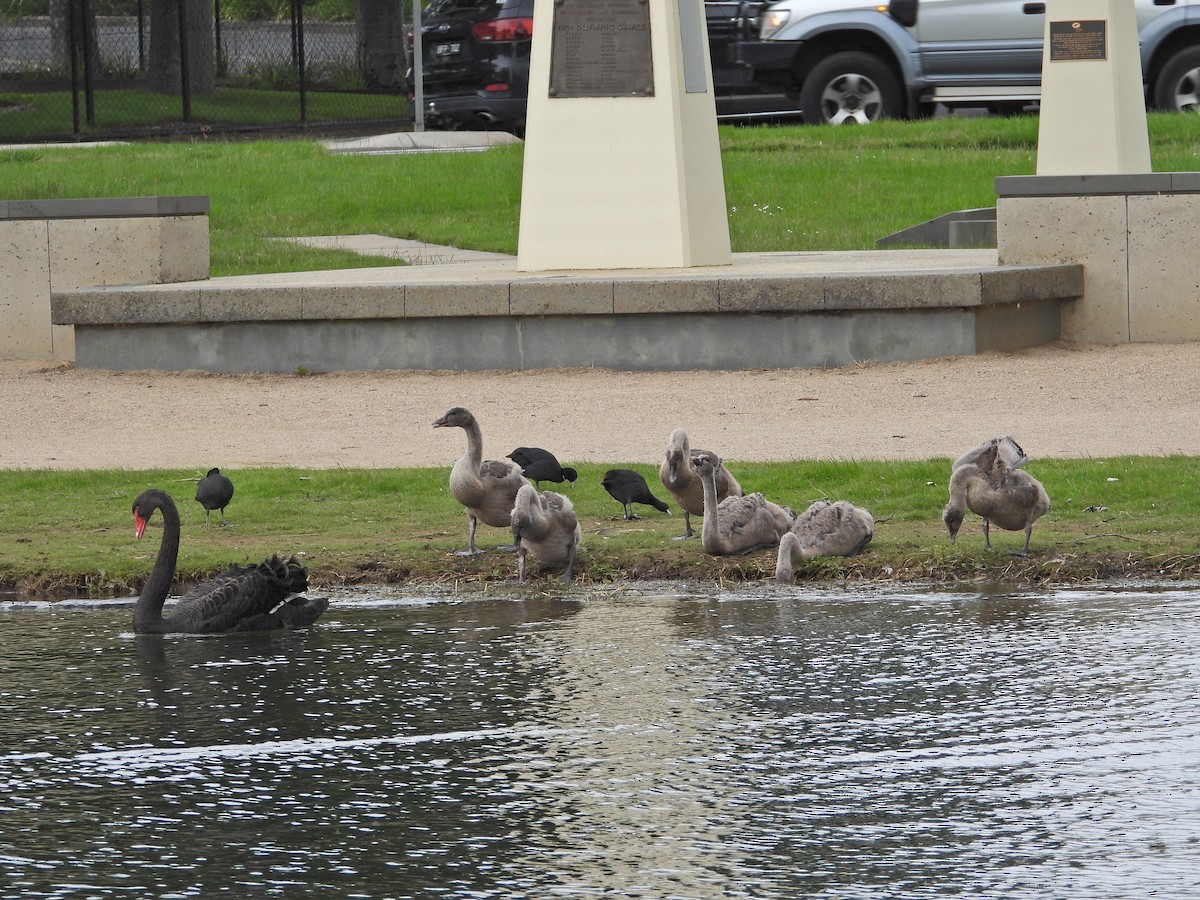 Black Swan - ML646041817