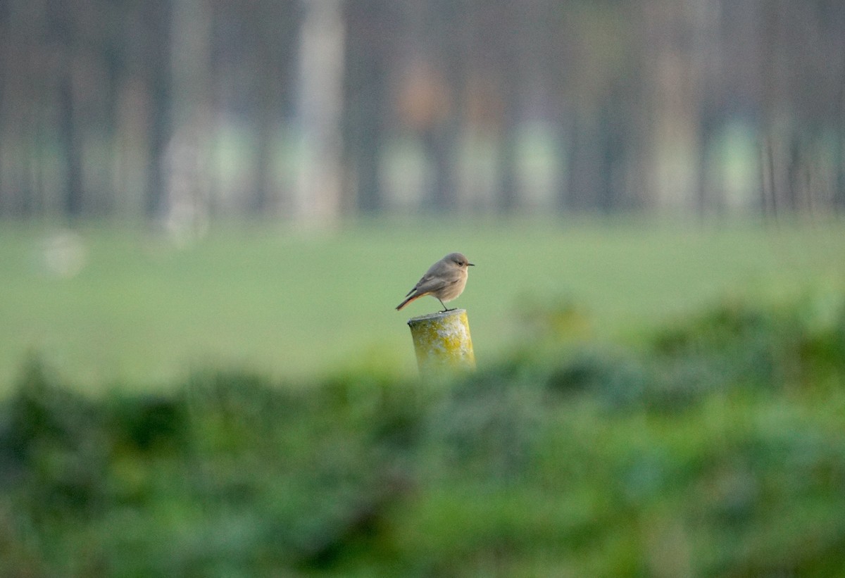 Black Redstart - ML646041819