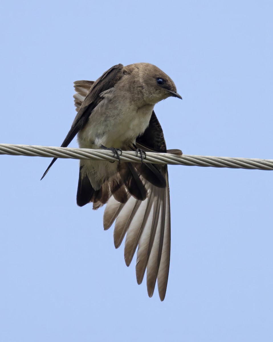 Northern Rough-winged Swallow - ML646041820