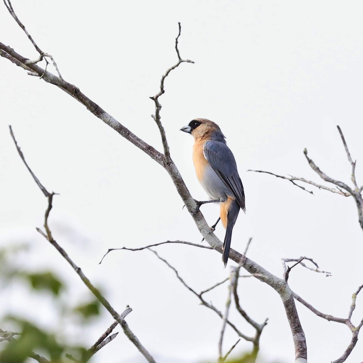 Cinnamon Tanager - ML646041821